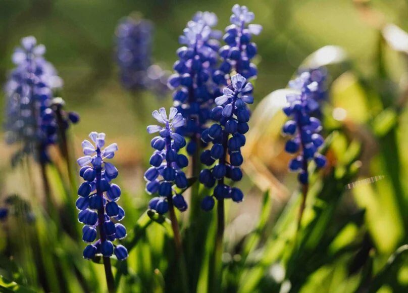 muscari-fleurs-plantes